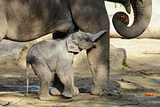 Augang Elefantenbaby (Foto: Ingrdi Grossmann)